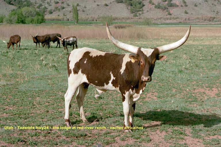 the lodge at the red river - vaches africaines